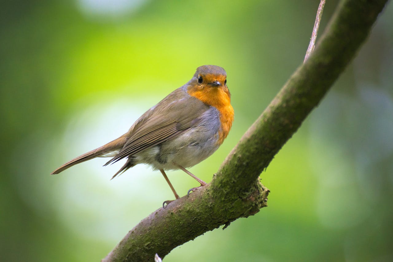 Zelf een groot voederhuisje voor vogels maken: zo pak je het aan