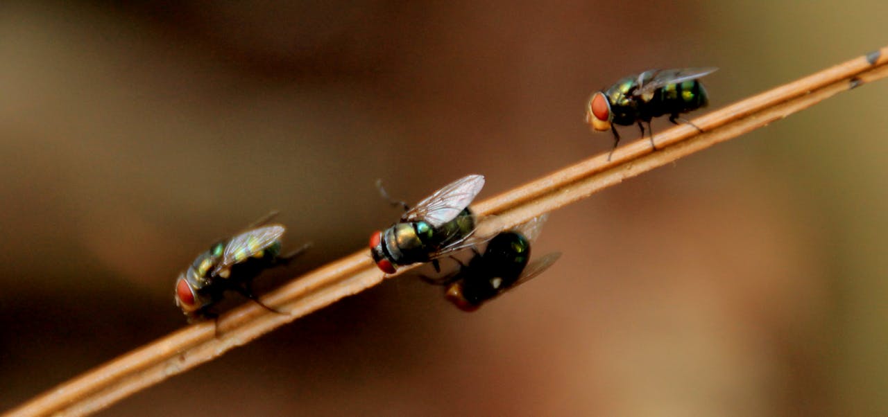 Een insectenhotel van Action: help de natuur een handje
