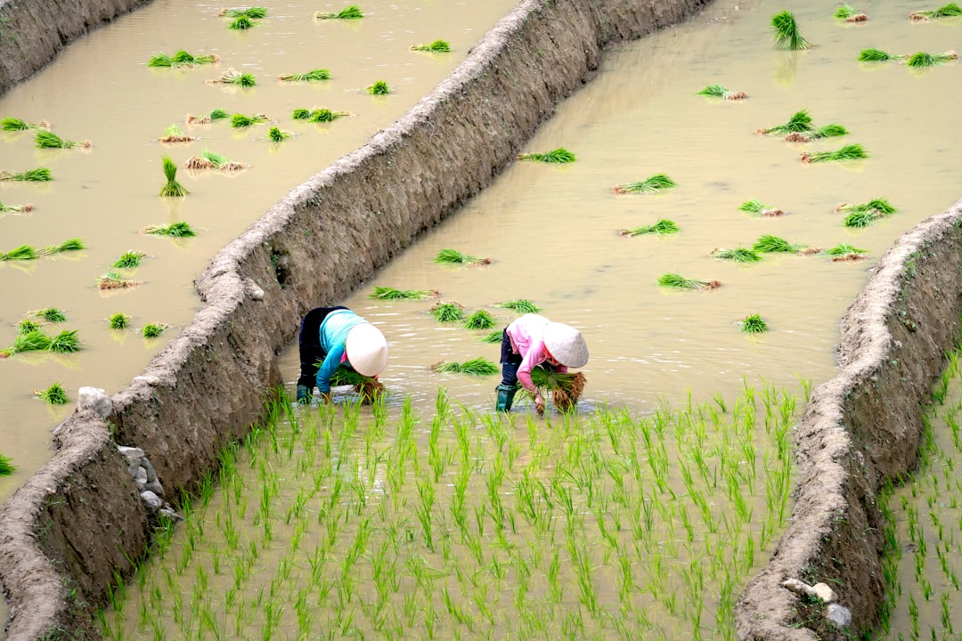Hoeveel water heb je nodig om rijst goed te koken?